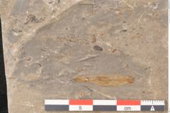 Foto (Detailansicht) von Jordania moravica Helmh. (NHMW-GEO-2024-0188-11137)